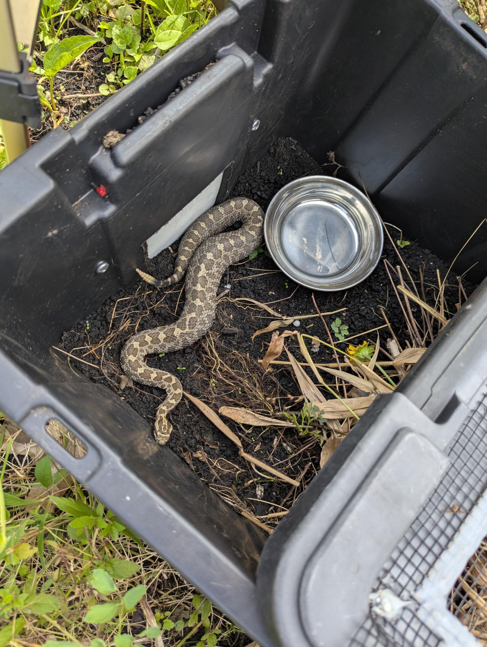 Every Rattle Tells a Story: Conserving Ohio's Eastern Massasauga